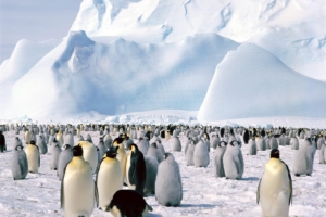 Emperor Penguins Antarctica6714210451 300x200 - Emperor Penguins Antarctica - Penguins, Peacock, Emperor, Antarctica